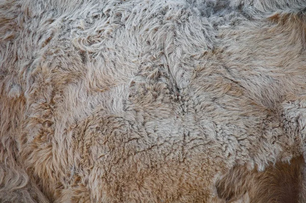 Pozadí: struktura velbloudí vlny přírodní kožešiny. Barevné pozadí šedé a hnědé. — Stock fotografie