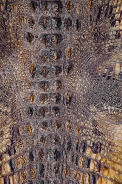 Timsah derisi arka plan dokuları. Close. Sürüngen -ler. Pullu deri doku kahverengimsi sarı. Arka plan trend sürüngenleri.