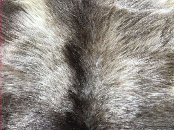 天然毛皮からのウールの背景テクスチャ 灰色の背景 — ストック写真