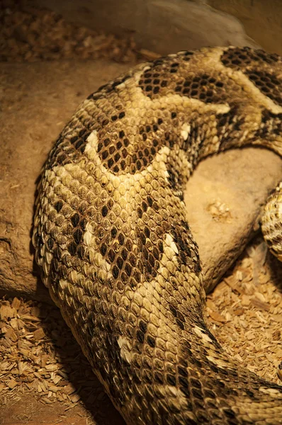 Schlangenhaut Fragment Aus Nächster Nähe Braune Schlangenschuppen Hintergrund Mit Weißen — Stockfoto