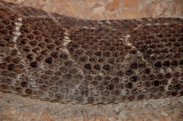 Schlangenhaut Texturen Nahaufnahme Braune Schlangenschuppen Hintergrund Mit Weißen Streifen — Stockfoto