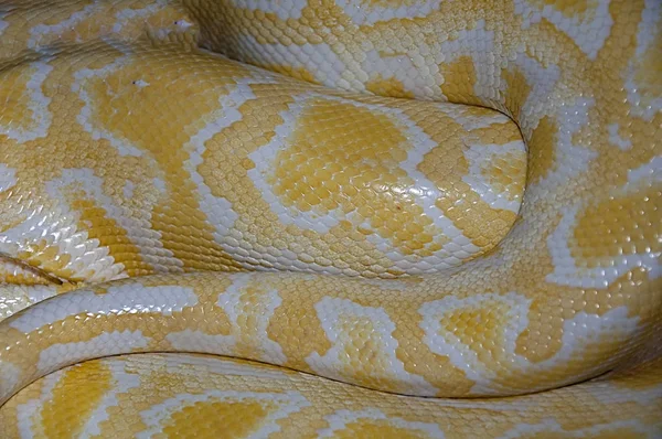 Gelbe Pythonhaut Textur Fragment Aus Nächster Nähe Gelbe Schlangenschuppen Weißer — Stockfoto