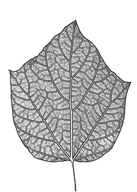 Sıkıntı ağacı yaprakları, broşür dokusu. Siyah beyaz grunge arka plan.