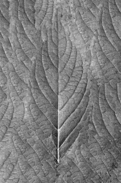 Baumblätter Blatttextur Schwarz Weißer Grunge Hintergrund — Stockfoto