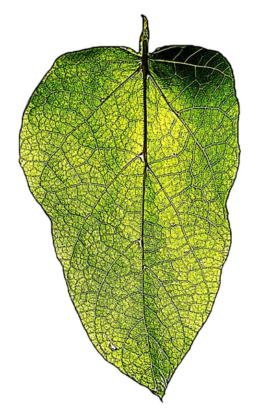 葉の木 リーフレットのテクスチャ 孤立した白い背景の緑色の黄色 — ストック写真
