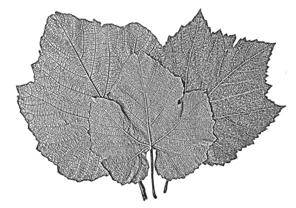 遭難木の葉のセット リーフレットの質感 黒と白のグランジの背景 — ストック写真