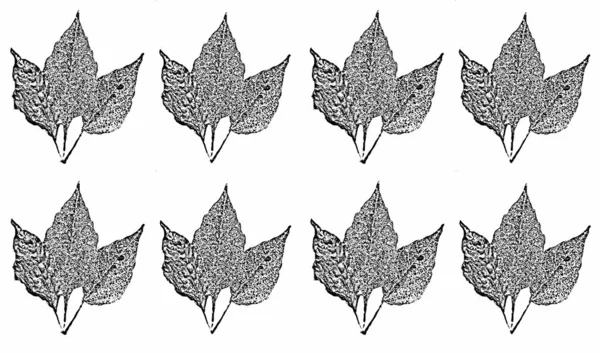 Набор Древесных Листьев Текстура Фильтра Черно Белый Гранж Фон — стоковое фото