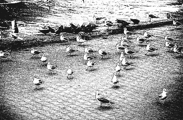 Gabbiani Sulla Spiaggia Illustrazione Vettoriale Disegnata Mano Vintage Grunge Sfondo — Vettoriale Stock