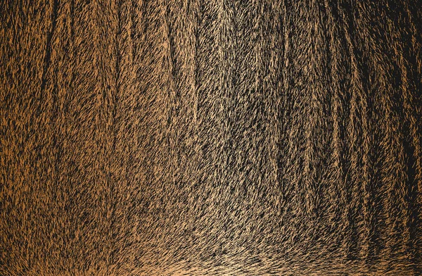 Distressed Overlay Textur Aus Natürlichem Goldenem Fell Grunge Vektor Hintergrund — Stockvektor