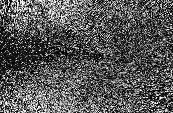天然毛皮の乱れたオーバーレイテクスチャ グランジベクトルの背景 抽象的なハーフトーンベクトル図 — ストックベクタ