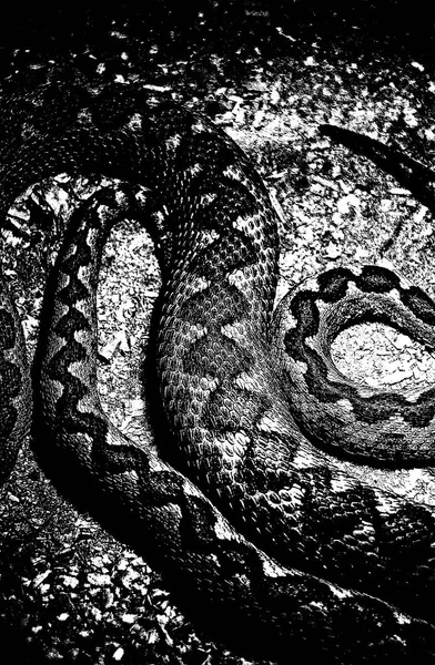 Sufrimiento Piel Serpiente Textura Grunge Eps Ilustración Vectorial Fondo Blanco — Archivo Imágenes Vectoriales