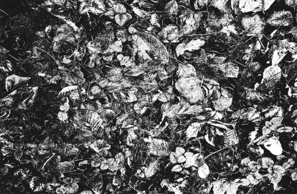 Distressed Overlay Holzblatt Makrotextur Mit Schlieren Grunge Schwarz Weißer Hintergrund — Stockvektor