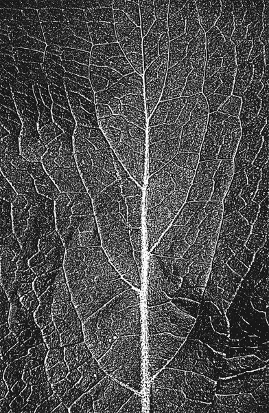 Tehlike Ağacı Yaprakları Broşür Dokusu Siyah Beyaz Grunge Arka Planı — Stok Vektör