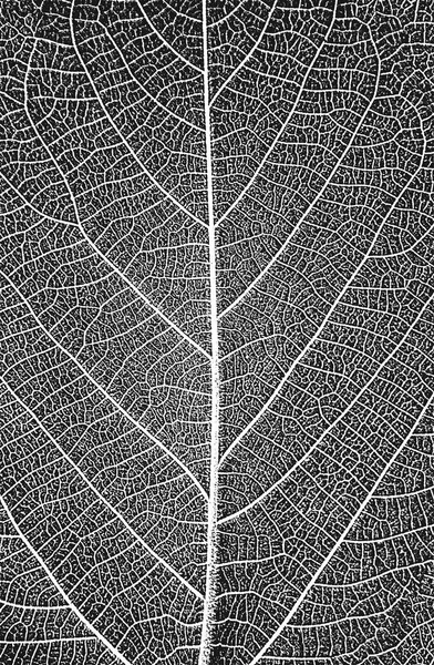 Tehlike Ağacı Yaprakları Broşür Dokusu Siyah Beyaz Grunge Arka Planı — Stok Vektör
