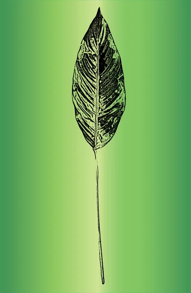 Spänningsträd Löv Broschyr Struktur Grön Och Vit Grunge Bakgrund Eps — Stock vektor