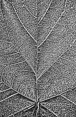 Tehlike ağacı yaprakları, broşür dokusu. Siyah beyaz grunge geçmişi. EPS8. Vektör illüstrasyonu.