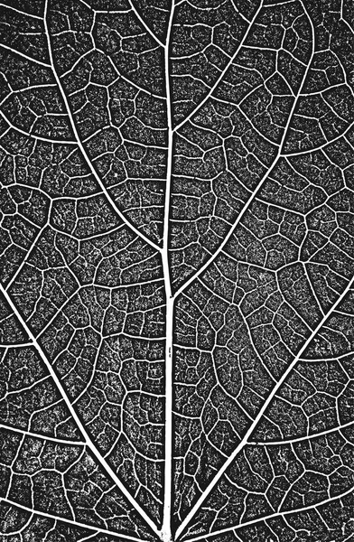 病気の木の葉 葉の質感 黒と白のグランジの背景 ベクターイラスト — ストックベクタ
