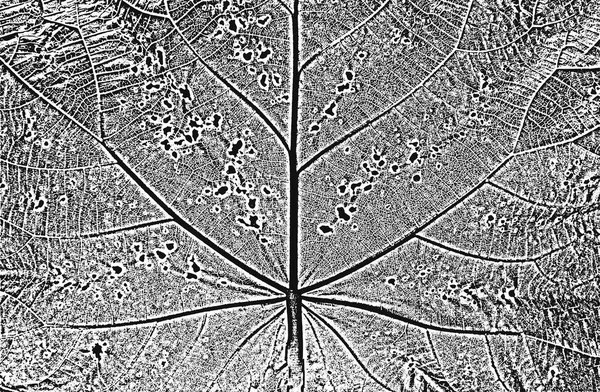 病気の木の葉 葉の質感 黒と白のグランジの背景 ベクターイラスト — ストックベクタ