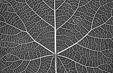 Tehlike ağacı yaprakları, broşür dokusu. Siyah ve beyaz grunge arka planı. EPS8. Vektör illüstrasyonu.