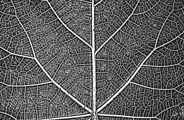 Tehlike ağacı yaprakları, broşür dokusu. Siyah ve beyaz grunge arka planı. EPS8. Vektör illüstrasyonu.