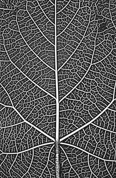 Feuilles Arbre Détresse Texture Foliaire Fond Grunge Noir Blanc Eps8 — Image vectorielle