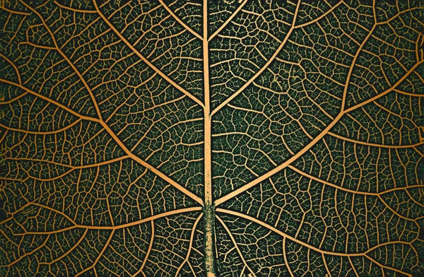 Distress Baum Blätter Blatt Textur Auf Goldenem Hintergrund Schwarz Weißer — Stockvektor