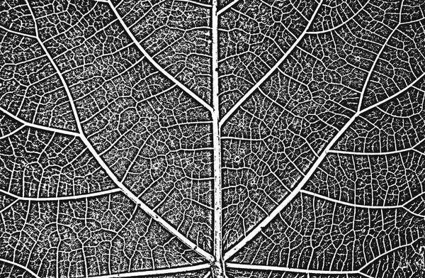 病気の木の葉 葉の質感 黒と白のグランジの背景 Eps8 ベクターイラスト — ストックベクタ