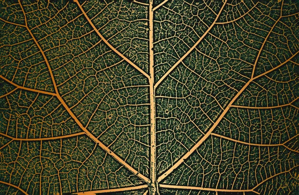 Distress Baum Blätter Blatt Textur Auf Goldenem Hintergrund Schwarz Weißer — Stockvektor