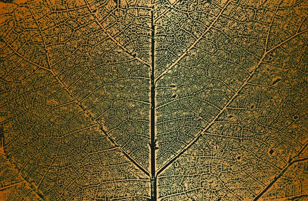 Листья Бедственного Дерева Текстура Листовки Золотом Фоне Черно Белый Гранж — стоковый вектор