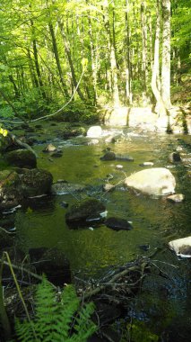 İsveç'te doğal nehir creek