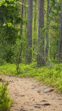 Finlandiya'da orman yolu