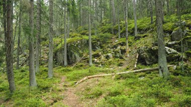 Eski ormanla yosun Finlandiya