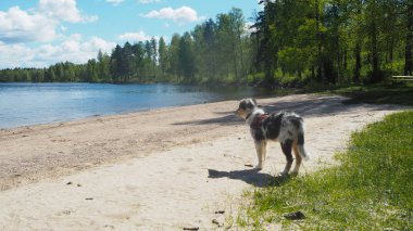 Gölde köpek yavrusu