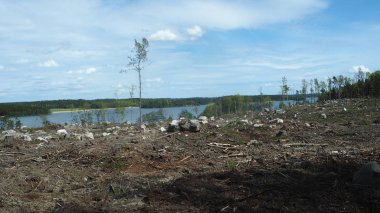 İsveç'te ormansızlaşma Gölü ile