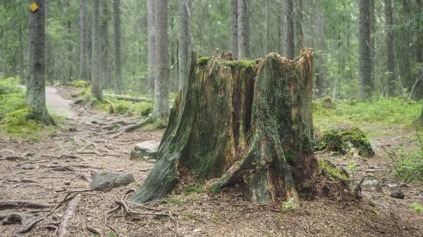 Alter Baum Mit Moos Finnland — Stockfoto