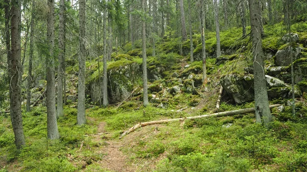 Alter Wald Mit Moos Finnland — Stockfoto