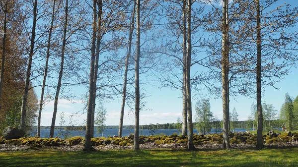 Bela Paisagem Sueca Com Árvores — Fotografia de Stock