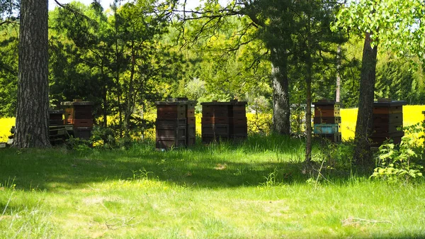 Pszczelarstwa Szwecji — Zdjęcie stockowe