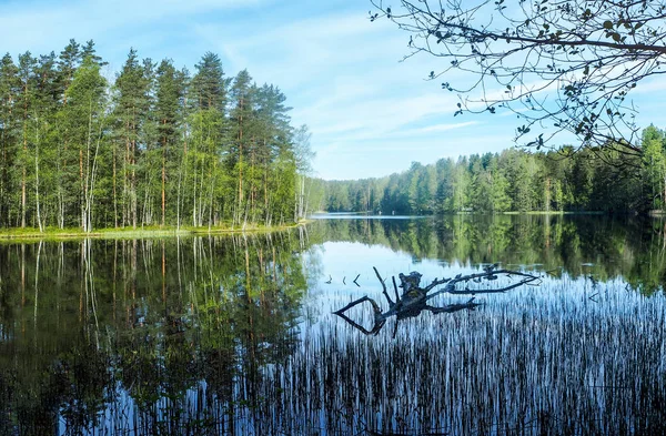 森林在芬兰与湖 — 图库照片