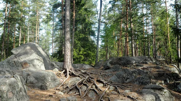 Wald Finnland Mit Felsen — Stockfoto