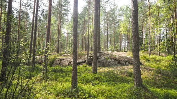 Natural Forest Finland — Stock Photo, Image