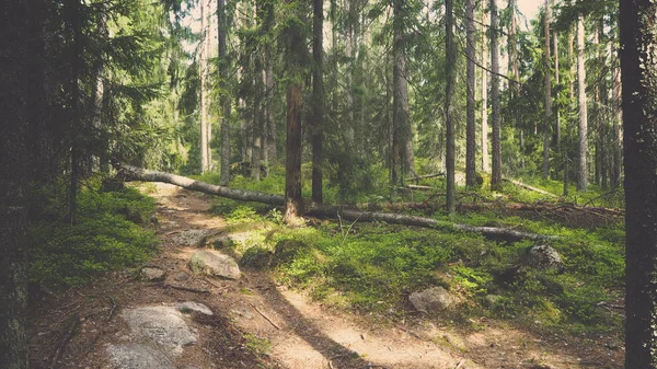 Natural Forest Finland — Stock Photo, Image