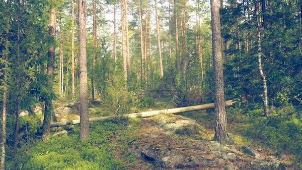 Natural Forest Finland — Stock Photo, Image