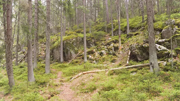 Natural Forest Finland — Stock Photo, Image