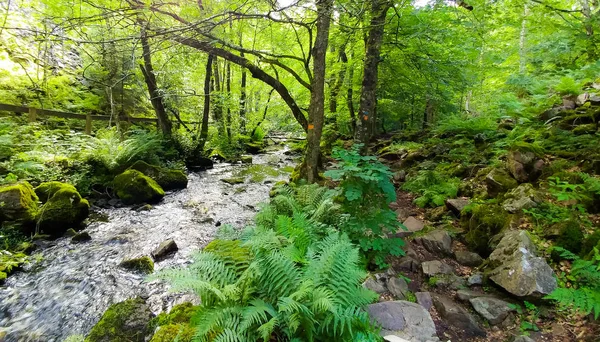 Forêt Sauvage Suède — Photo