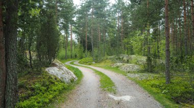 Finlandiya'da kırsal yol ormanı