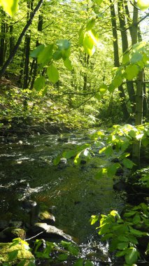 İsveç'te doğal nehir creek