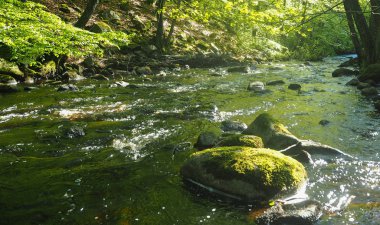 İsveç'te doğal nehir creek