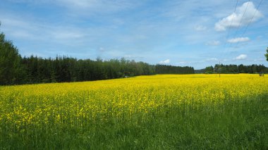 sarı güzel İsveç peyzaj alanları