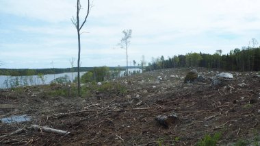 İsveç'te ormansızlaşma Gölü ile